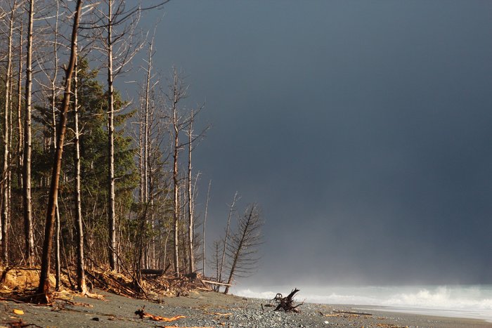 These trees on Alaska's Lost Coast, were killed by <a href="http://www.groundtruthtrekking.org/Essays/Global-warming-coastal-erosion-malaspina-glacier.html"> coastal erosion</a>, sped up by rapid climate warming..