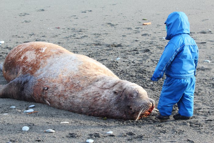 This dead sea lion was washed ashore near Malaspina Glacier, just west of Sudden Stream.