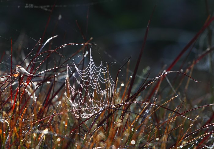 Morning dew leaves a string of sparkling gems on a spiderweb in the grass