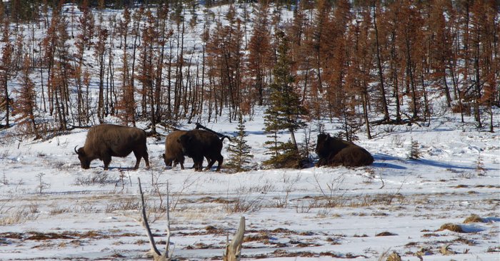 A herd of bison near the Farewell burn, on the Iditarod Trail. 