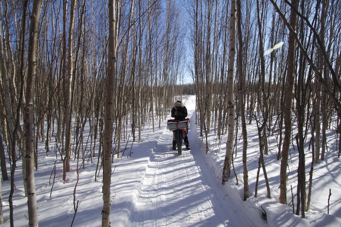 Aspen forest on the Iditarod trail near the village of Nikolai.