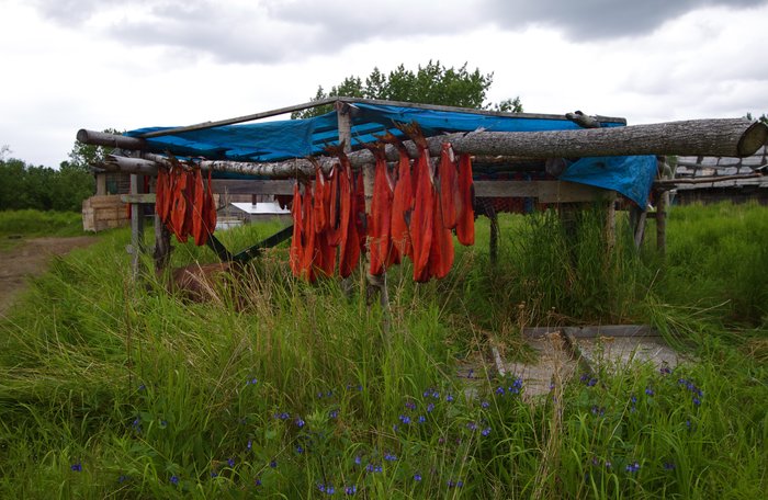 Salmon drying on wooden racks in the village of Akiak. 