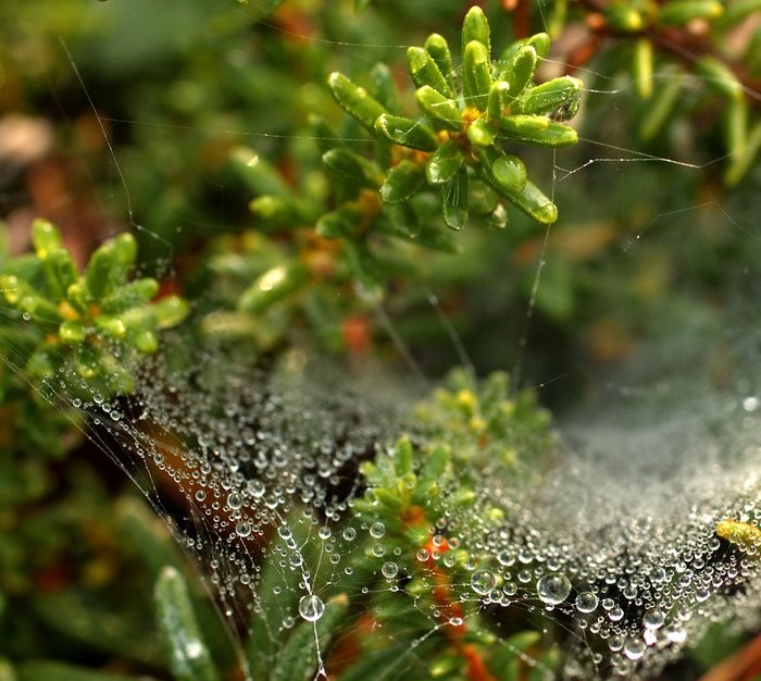 Fine water droplets coat a spider web strung between sprigs of heather. Mineral deposit area.