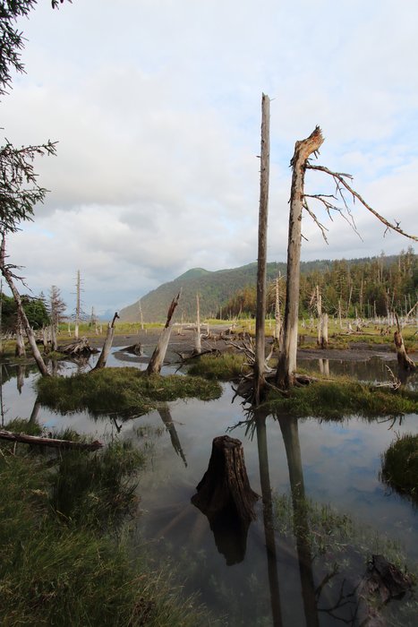 An earthquake in 1964 caused much of the Southcentral Alaska coastline to subside, drowning trees along the shore. Some still stand today.