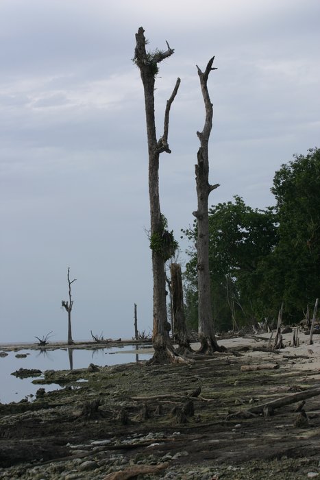 These trees grew on the shore, but drowned as the land subsided.  About 10 days before this photo, a magnitude 8.7 earthquake lifted them up again out of the water.
