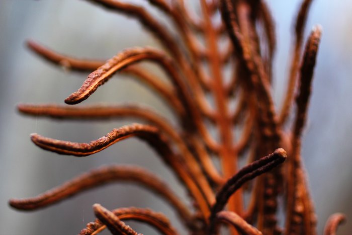 Near Talkeetna, the dried remains of this year's ostrich ferns decorate the forest with a myriad of elegant forms.