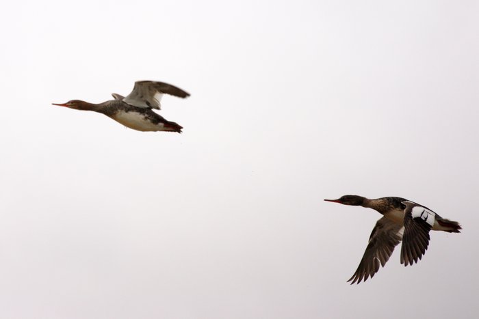 Ducks taking off over the Mulchatna River.