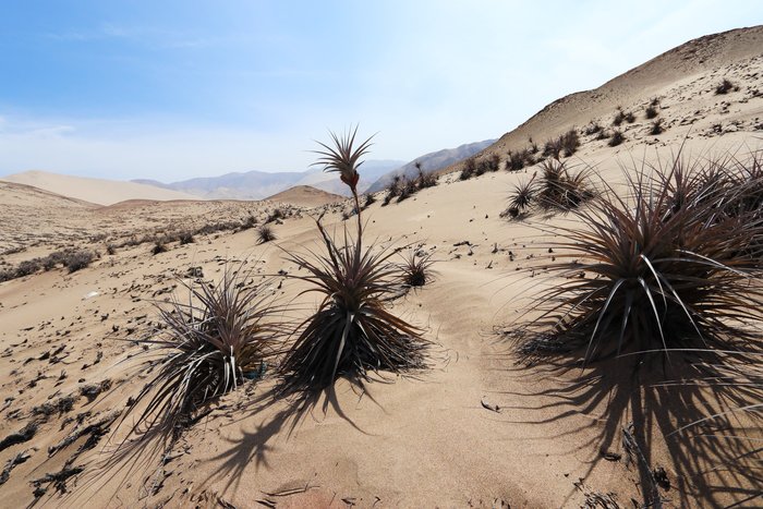 These hardy plants were able to colonize the extremely arid and salty soil along these Peruvian dunes.