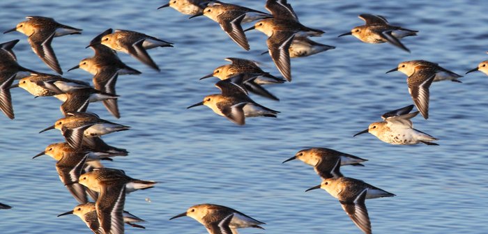 These shorebirds are common around the north pacific, and even up into the arctic ocean.