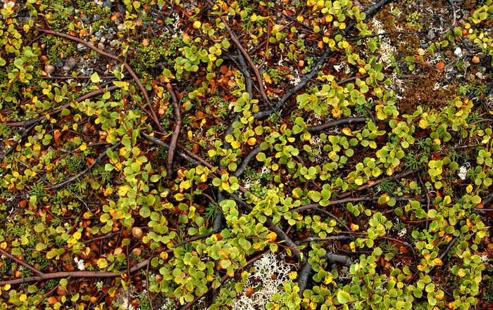 A dwarf birch hugs the tundra closely to protect itself from the winds that can scour the valley. Tailings lake area.