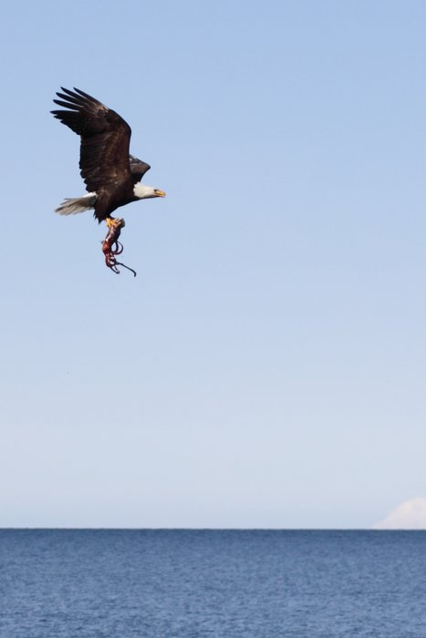 A bald eagle carries away a squid it caught in shallow water near Seldovia, Alaska.