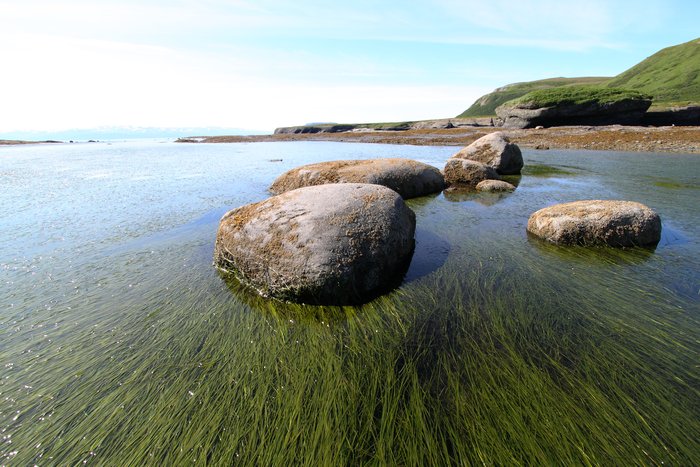 At low tide, eelgrass winds between boulders in Kamishak Bay.
