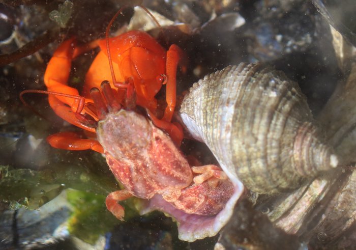 These bright orange hermit crabs are the most distinctive on the beach