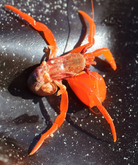 This orange hermit crab is in between shells, exposing its curled rear end to the world while it looks for a new one.