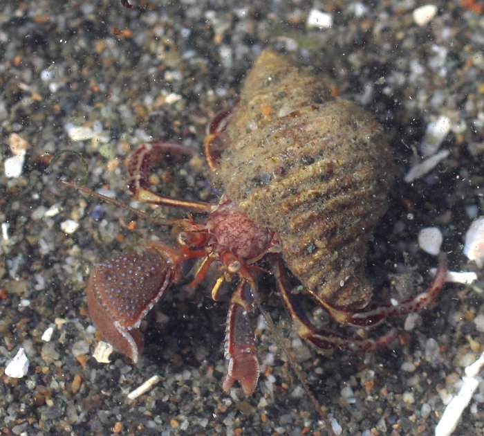 The wide hand hermit crab prefers sandy habitats -- I don't see them very often where I tidepool 