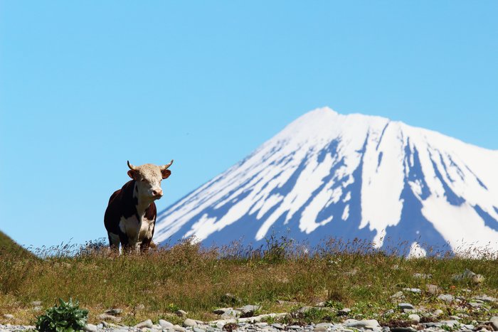 About 7500 cows live on Umnak Island, which also hosts four active volcanoes.