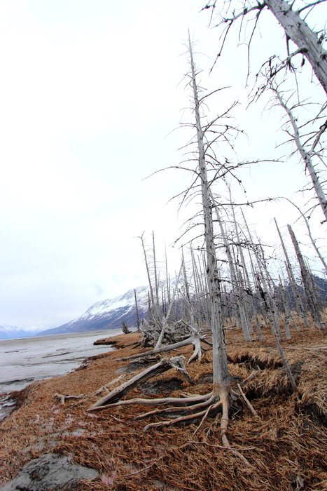 Erosion along the shore near Girdwood is toppling trees killed by subsidence during the 1964 earthquake.