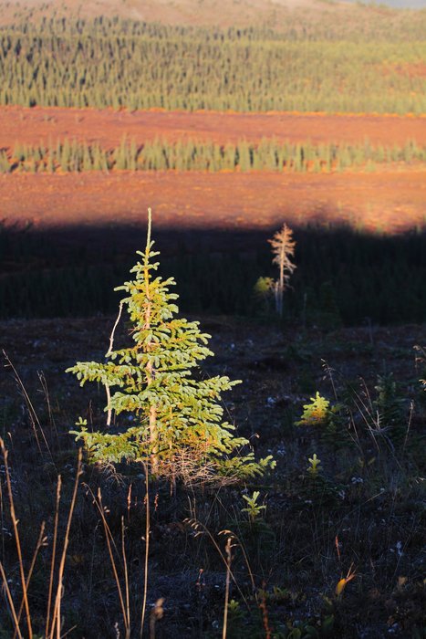 Young black spruce sprout from a ridge above the Noatak River.