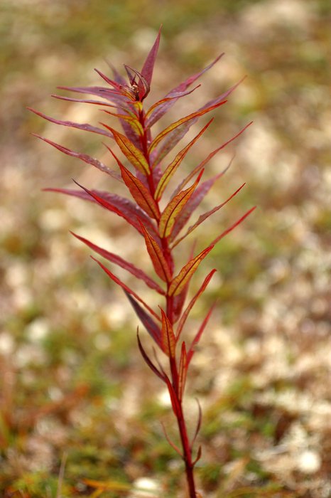 A stalk of fireweed, past blooming, turns red with the fall. Hills above Frying Pan Lake.