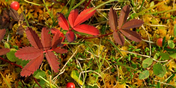 Red foliage and bog cranberries poke up from a thick mat of sphagnum moss. Flats below the mineral deposit area.