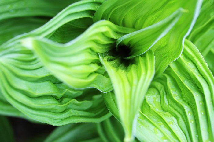 A False Hellebore plant near Kachemak Bay with unusual crinkling in the leaves.
