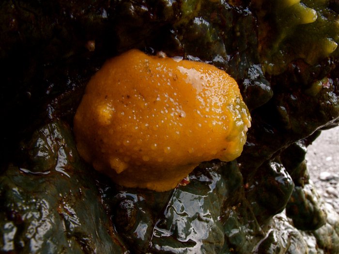 False Lemon Peel Nudibranch (Doris montereyensis) feeds on bread crumb sponge (Halichondria)