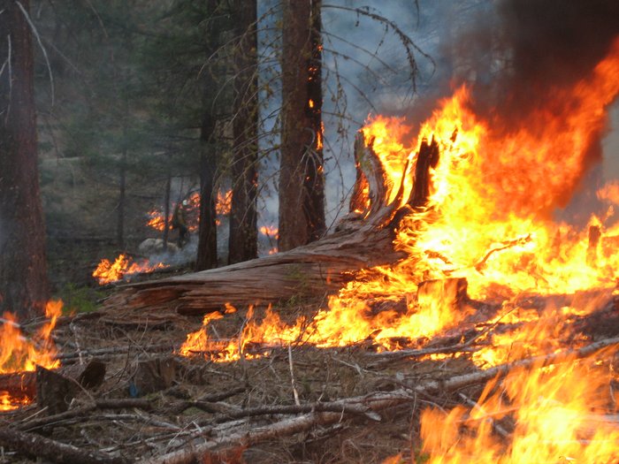 Fire burns through a ponderosa grove in northern Washington State, in a controlled burn.  The primary author participates as a USFS firefighter.