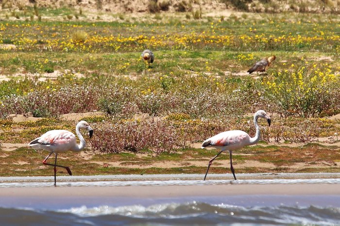 Two flamingoes walk in the shallows of Lake Titicaca.