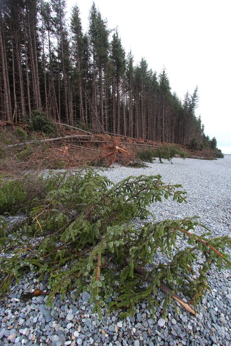 With the beaches rendered <a href="http://www.groundtruthtrekking.org/Essays/Global-warming-coastal-erosion-malaspina-glacier.html">vulnerable to erosion</a>, one fall storm can remove 10 feet of coastal forest.