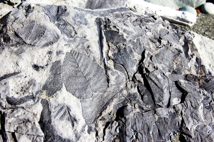 Fossilized leaves near Cape Douglas