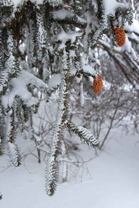 An unusual spruce tree shaped like a weeping willow, with branches sweeping down towards the snow.