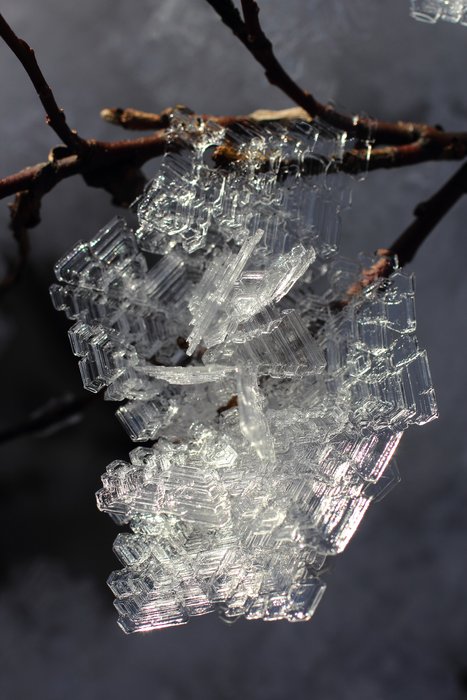 A twig supports a giant crystal.