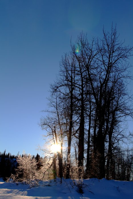 A winter sun rises over the bluffs to shine through the cottonwoods on the Chuitna River, near the proposed Chuitna Coal Mine.