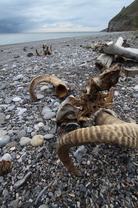 Two sheep skulls decaying slowly in the arctic.