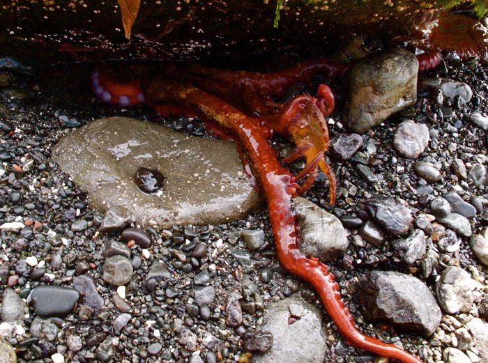 Giant Pacific Octopus (Enteroctopus dofleini) grabs a helmet crab (Telmessus cheiragonus) with a tentacle and draws it into its den