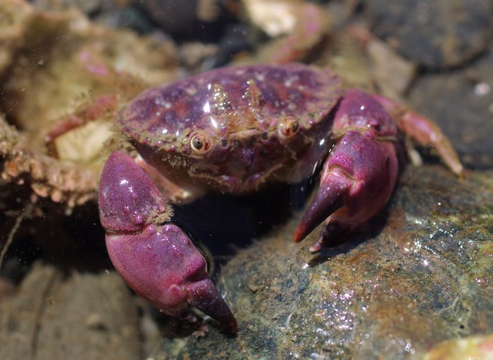 The Pygmy rock crab ranges from deep brownish red to red, to deep purple, with black claws and hairy legs