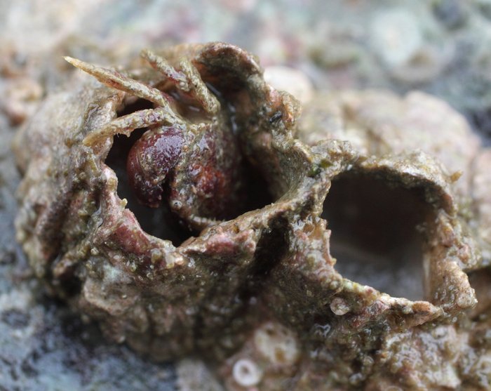 Small pygmy rock crabs often hide in the empty shells of barnacles, where their round shell fits perfectly inside.