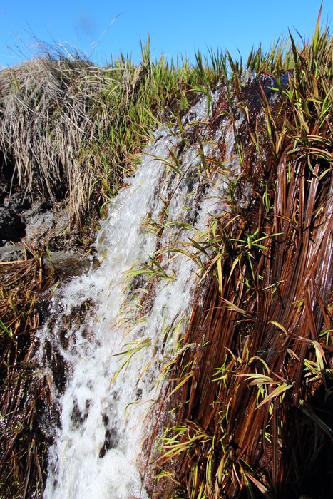A small waterfall in a marsh sprouts grass.