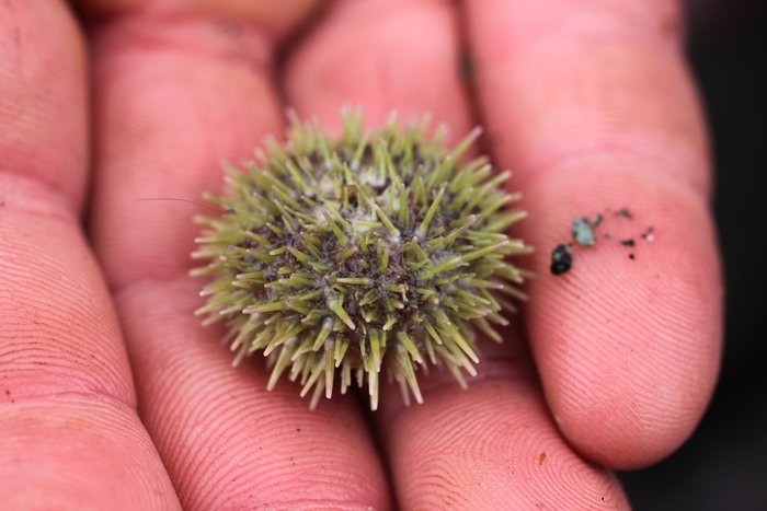 All we found were a few fingertip sized urchins, hiding beneath the rocks.