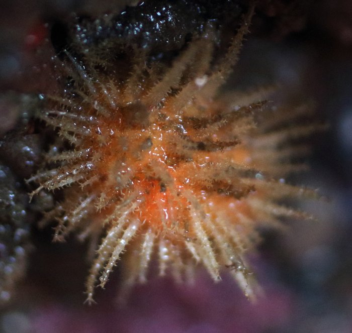 Sea Hedgehog tunicate