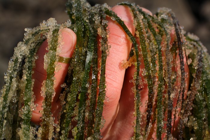 A handful of eelgrass brings a mass of herring roe from the Sitka beaches