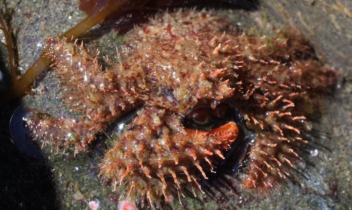 The hairy crab is one of the most common intertidal crabs. Find them hiding under cobbles