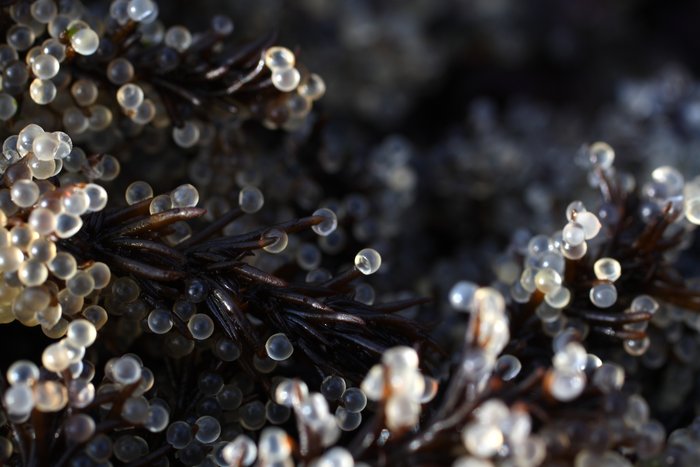 Photo showing herring eggs laid on the beaches of Sitka in mid-April, 2011.