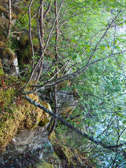 Loose moss over boulder cliffs was a common obstacle. Often grabbing overhanging vegetation was a useful means of conveyance.