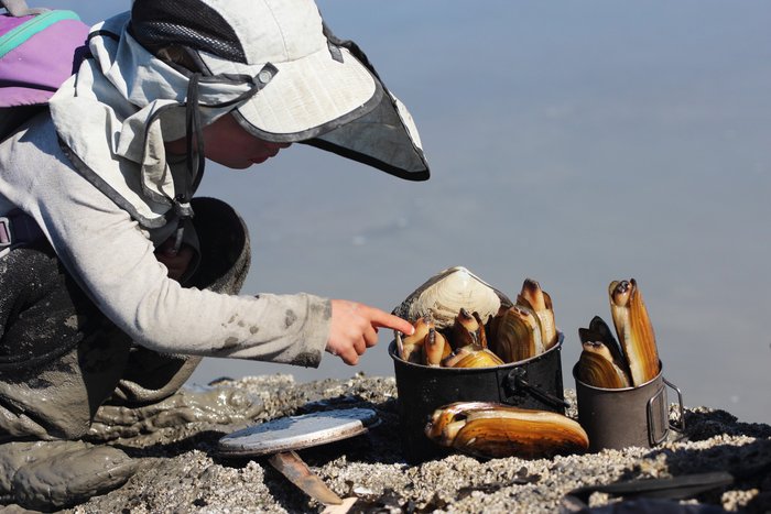 Katmai pokes the harvest of razor clams