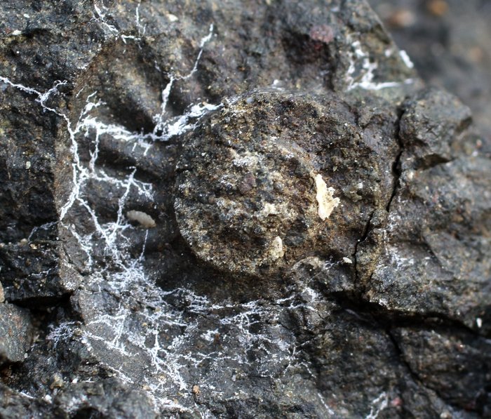 An ammonite fossil from near Seldovia, Alaska.