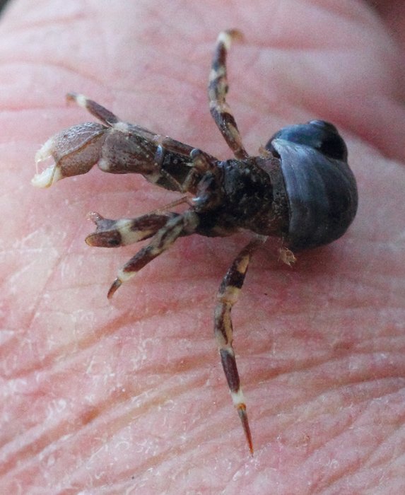 Not as hairy as the adult hermit crabs, the young ones still have banded tentacles, and blue dots on the legs.