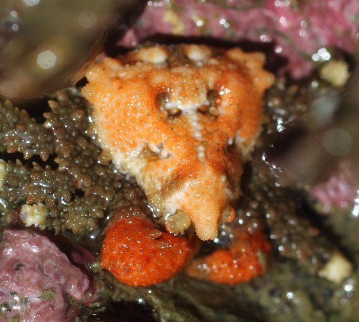 A half dozen juvenile heart crabs clung to a rock, near a few larger adults.