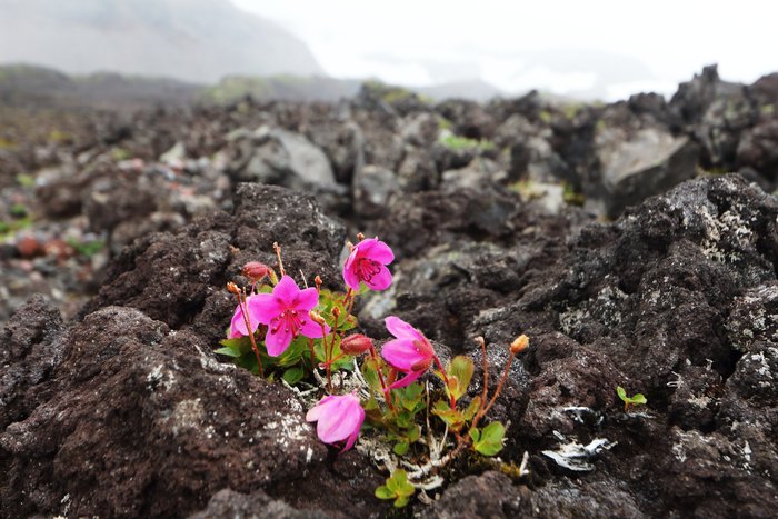 This showy alpine flower is colonizing a lava flow beside Mt. Recheschnoi 