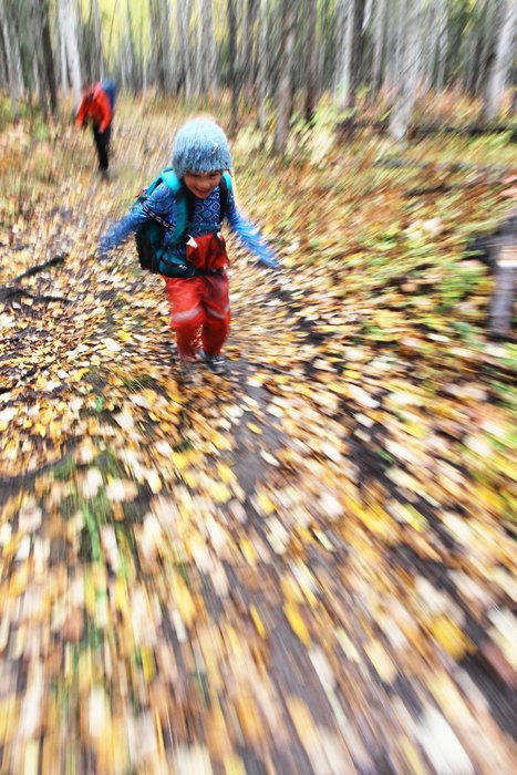 Katmai runs down a trail covered with fall leaves.